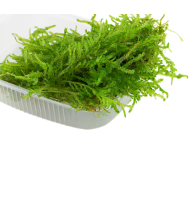 VESICULARIA FERRIEI "WEEPING MOSS"