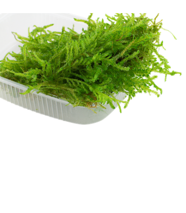 VESICULARIA FERRIEI "WEEPING MOSS"