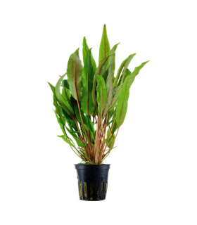 Cryptocoryne undulata 'Broad Leaf'
