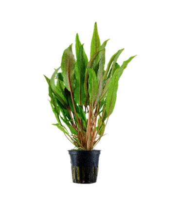 Cryptocoryne undulata 'Broad Leaf'