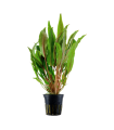 CRYPTOCORYNE UNDULATA 'BROAD LEAF'