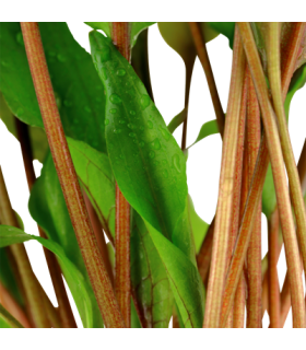 Cryptocoryne undulata 'Broad Leaf'