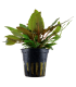 CRYPTOCORYNE WENDTII 'TROPICA'
