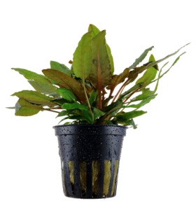 CRYPTOCORYNE WENDTII 'TROPICA'