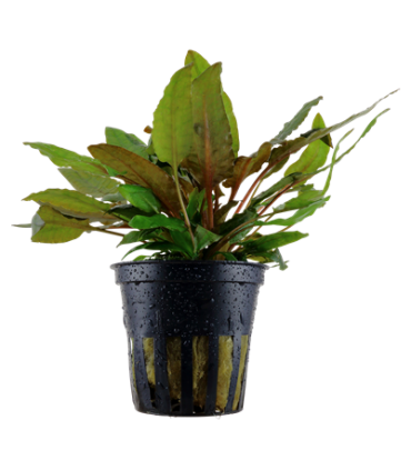 CRYPTOCORYNE WENDTII 'TROPICA'