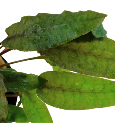 CRYPTOCORYNE WENDTII 'TROPICA'