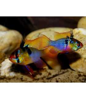 RAMIREZI BLUE GERMAN