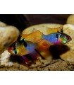 RAMIREZI BLUE GERMAN 3 cm