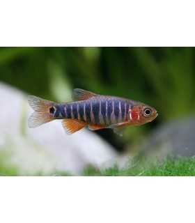 RASBORA ENANA ESMERALDA