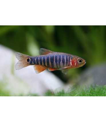 RASBORA ENANA ESMERALDA