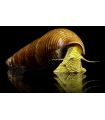 CARACOL CONEJO AMARILLO