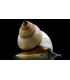 CARACOL MAGO BLANCO