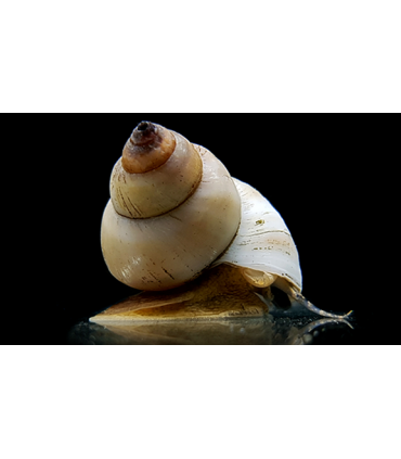 CARACOL MAGO BLANCO