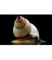 CARACOL MAGO BLANCO (UND)