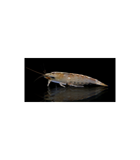 CAMARÓN FILTRADOR (ATYOPSIS MOLUCCENSIS)