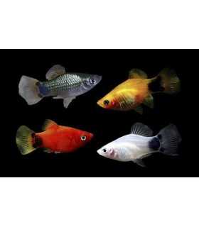 PLATY MICKEY MOUSE SURTIDO (UND)