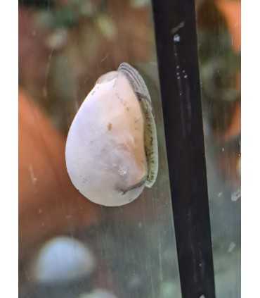 CARACOL ICEBERG (UND)