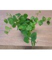 FICUS PUMILA GREEN SUNNY SMALL