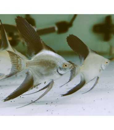 ESCALAR BULGARIAN GREEN