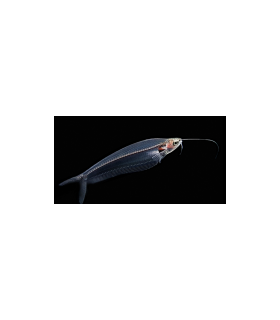 PEZ GATO CRISTAL - KRYPTOPTERUS BICIRRHIS (UND)