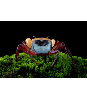 CANGREJO BORNEO TRICOLOR (UND)