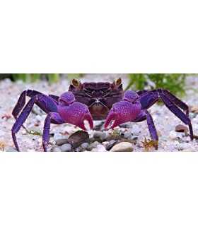 CANGREJO VAMPIRO MORADO - GEOSESARMA DENNERLE (UND)