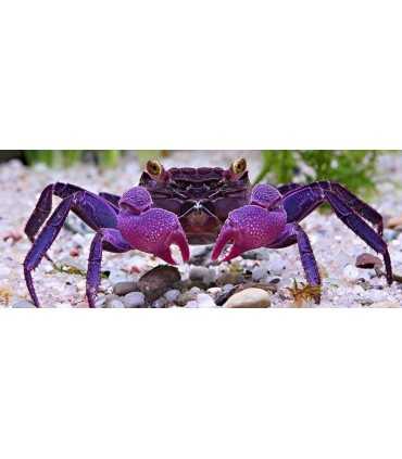 CANGREJO VAMPIRO MORADO - GEOSESARMA DENNERLE (UND)
