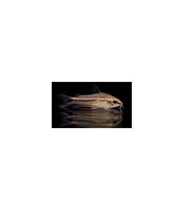 CORYDORA PIGMEA