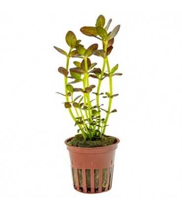 BACOPA SALZMANNII 'PURPLE'