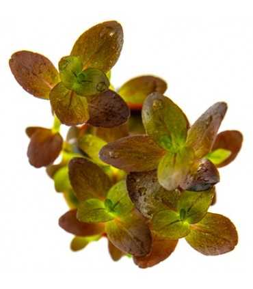 BACOPA SALZMANNII 'PURPLE'