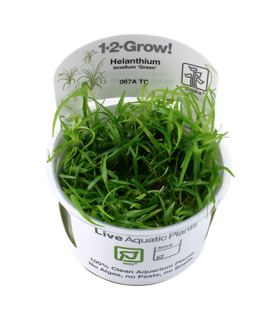 HELANTHIUM TENELLUM 'GREEN' (IN VITRO)