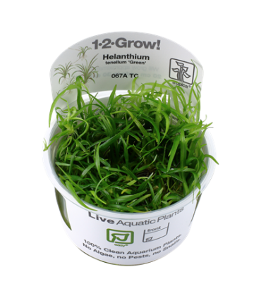 HELANTHIUM TENELLUM 'GREEN' (IN VITRO)