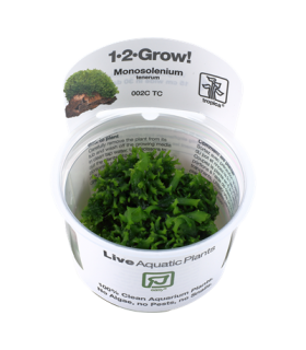 MONOSOLENIUM TENERUM (IN VITRO)