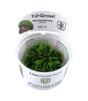 MONOSOLENIUM TENERUM (IN VITRO)