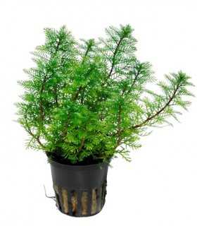 MYRIOPHYLLUM MATTOGROSSENSE