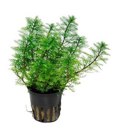 MYRIOPHYLLUM MATTOGROSSENSE