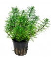 MYRIOPHYLLUM MATTOGROSSENSE