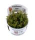 ROTALA WALLICHII (IN VITRO)