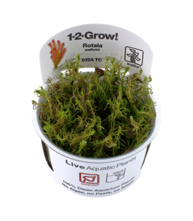 ROTALA WALLICHII (IN VITRO)