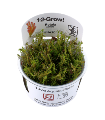 ROTALA WALLICHII (IN VITRO)