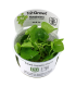 NYMPHOIDES HYDROPHYLLA 'TAIWAN' (IN VITRO)