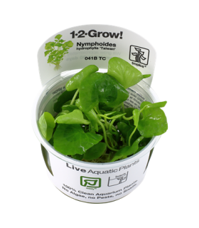 NYMPHOIDES HYDROPHYLLA 'TAIWAN' (IN VITRO)