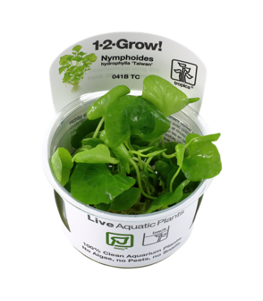 NYMPHOIDES HYDROPHYLLA 'TAIWAN' (IN VITRO)