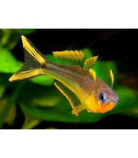 POPONDETA FURCATA