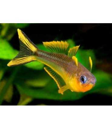 POPONDETA FURCATA