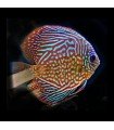 DISCO TURQUESA RED 5 cm