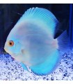 DISCO BLUE DIAMOND 5CM