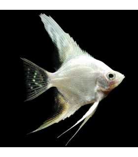 ESCALAR WHITE PLATINUM
