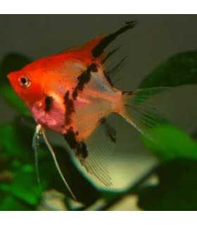 ESCALAR RED DEVIL