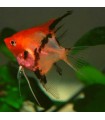 ESCALAR RED DEVIL 3,5 cm